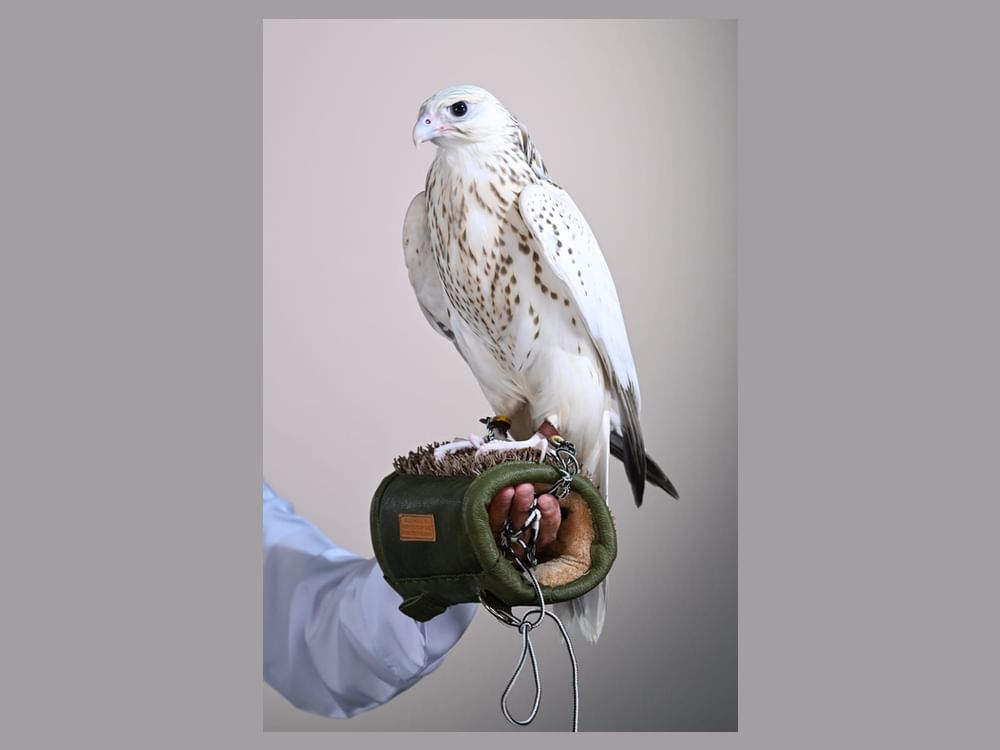 Ultra-white falcon fetches AED1.5 million at ADIHEX 2026 Auction