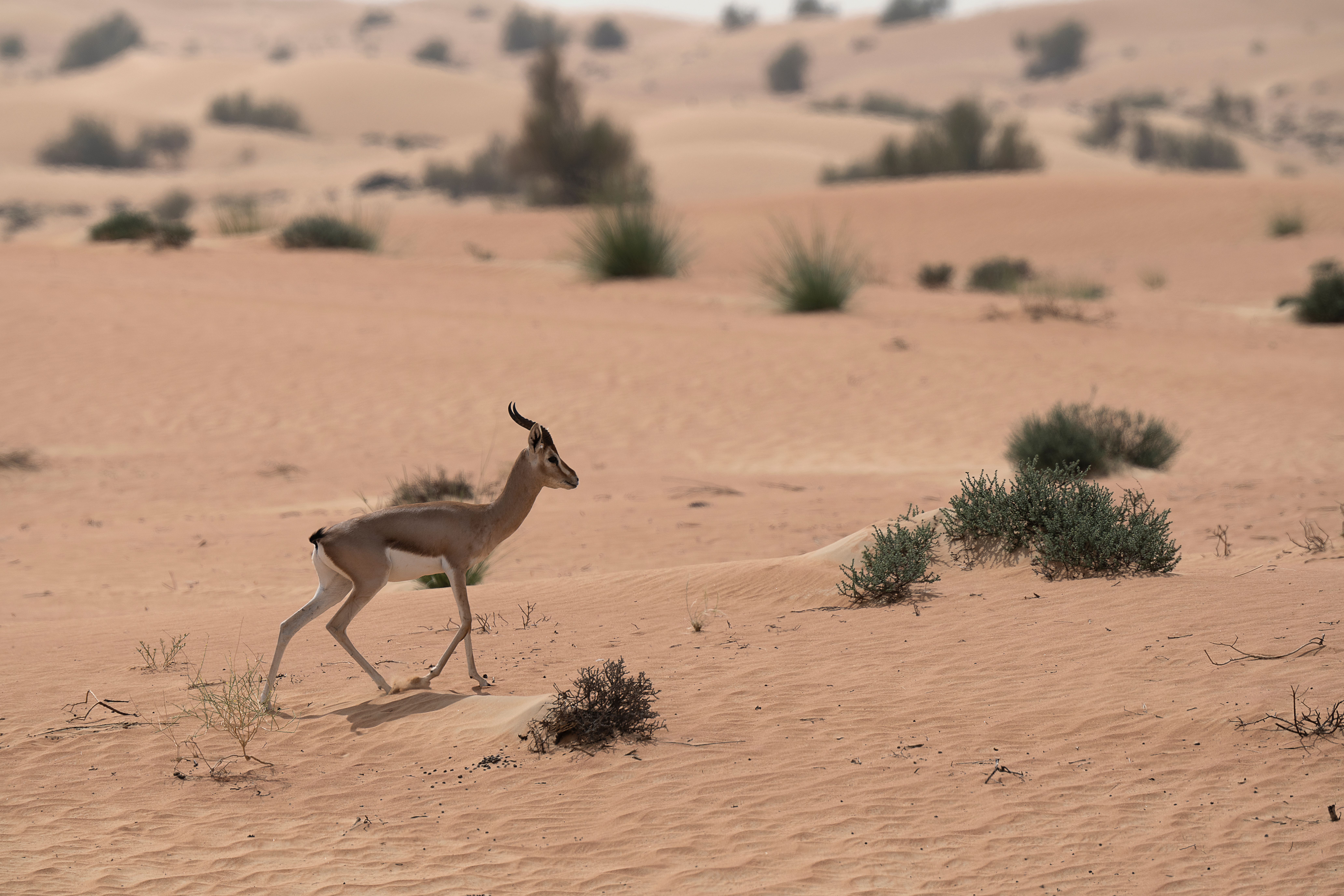 A mountain gazelle stands amidst sparse desert shrubbery and golden sand dunes in the Al-Wohoosh Reserve.